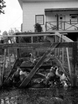 Sorel-Tracy en images Louise Pelletier (231)